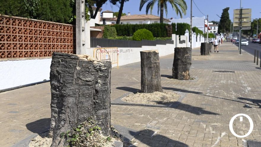 El edil de Infraestructuras defiende su plan de poda y afirma que en años anteriores "no se ha hecho bien"