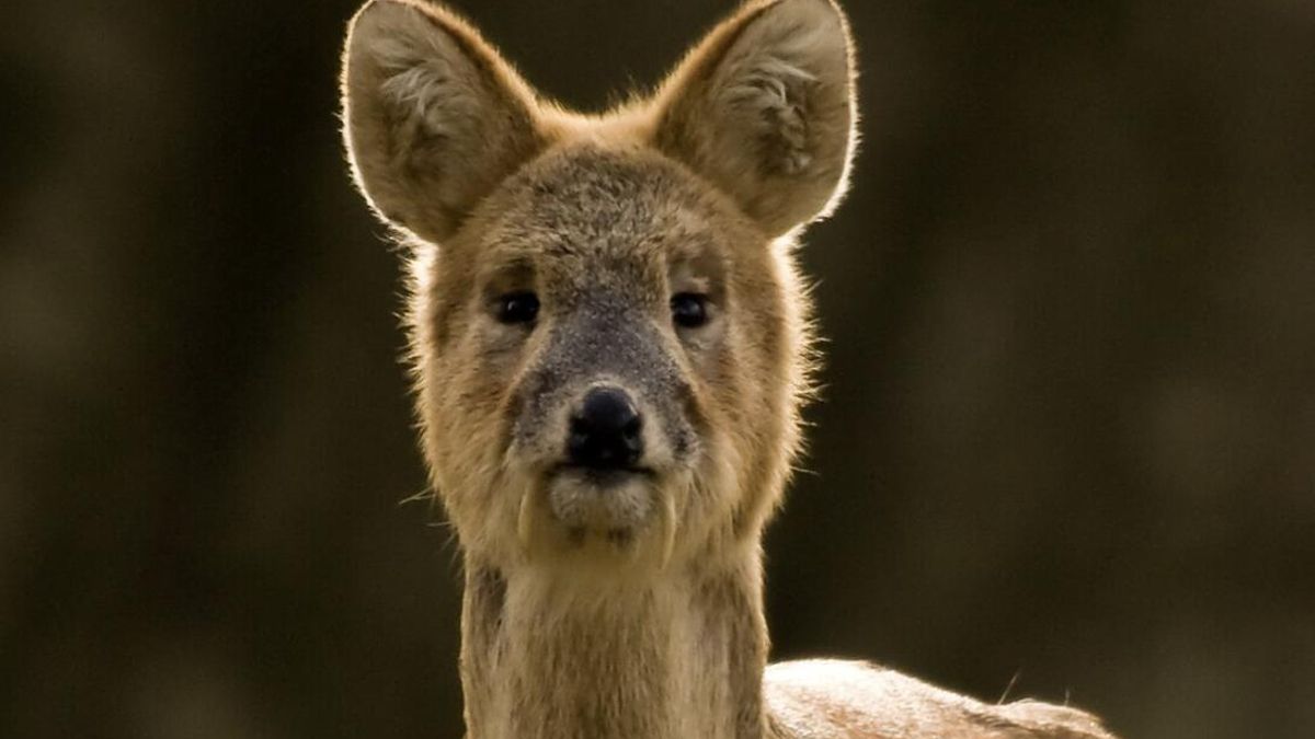 Parecen tiernos, pero esconden colmillos: la sorprendente realidad de los llamados ciervos vampiro