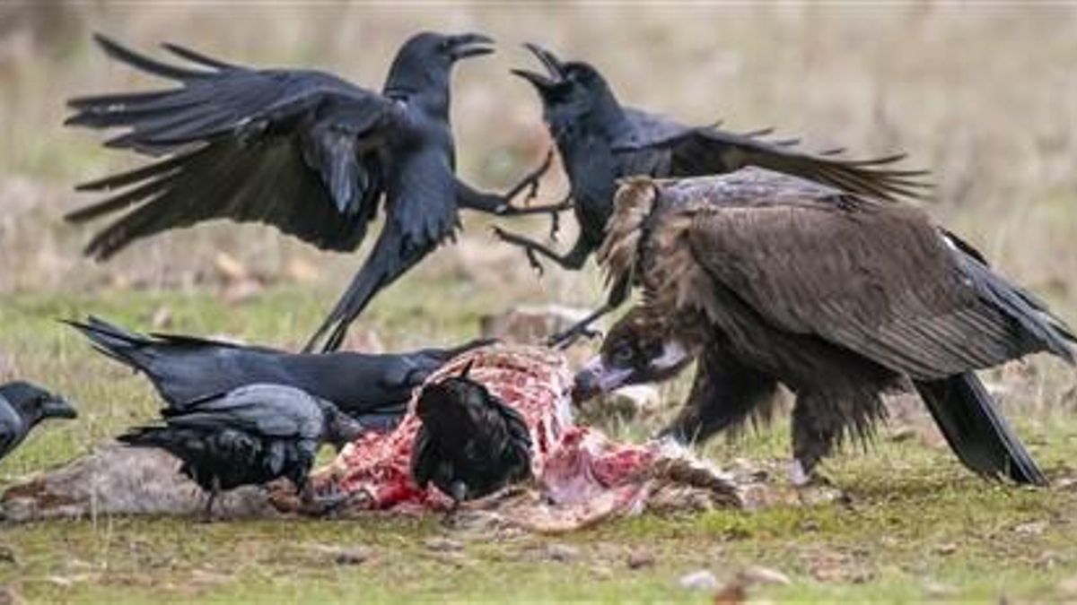 El buitre negro o los cuervos son habituales en el Parque Nacional de Cabañeros