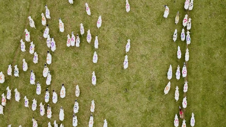 El proyecto Sheep of Mr Charles Platts