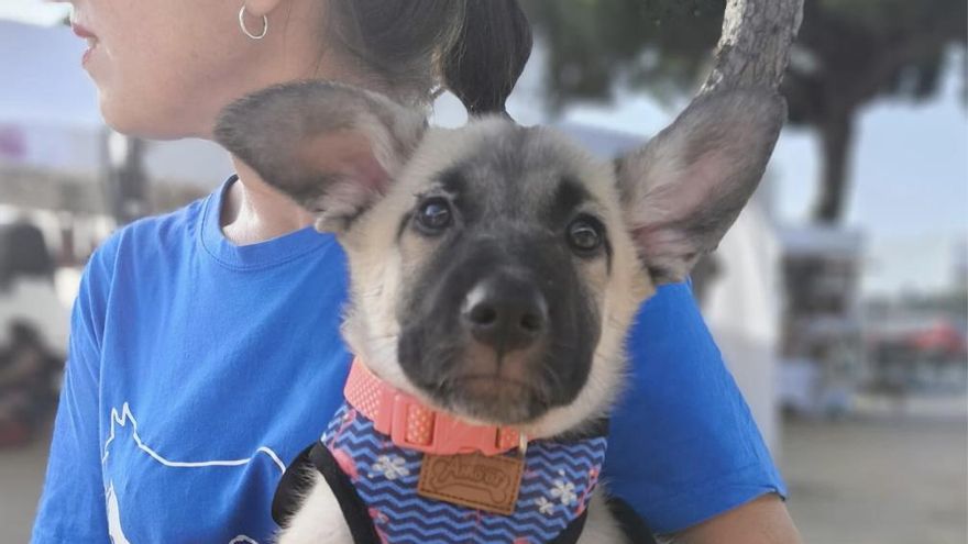 La amarga espera de Sol, la perrita a la que abandonaron en un contenedor por un problema en su ojo