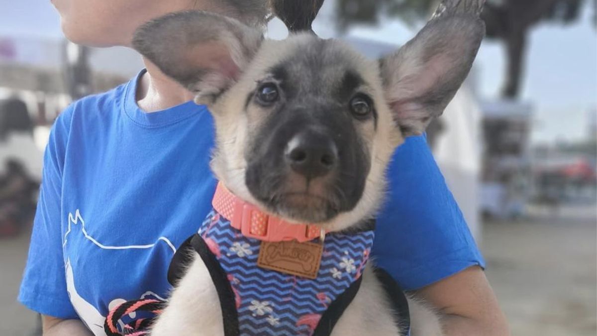 Los cuidadores buscan una familia para Sol