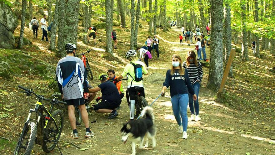 El turismo masivo amenaza la conservación del milenario castañar de Ávila
