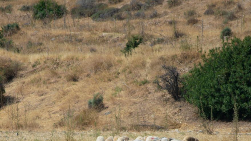 Recuperar el patrimonio ganadero de la Serranía de Cuenca a través de la voz de sus pastores