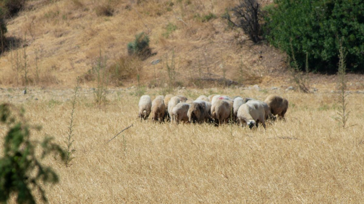 Recuperar el patrimonio ganadero de la Serranía de Cuenca a través de la voz de sus pastores
