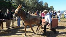 Uno de los participantes en la carrera de mulos de la última edición.