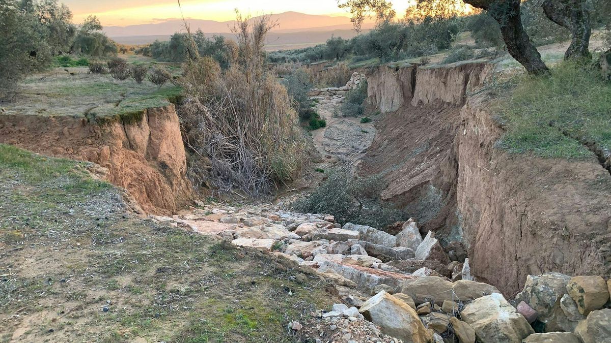 Cárcava en un olivar.