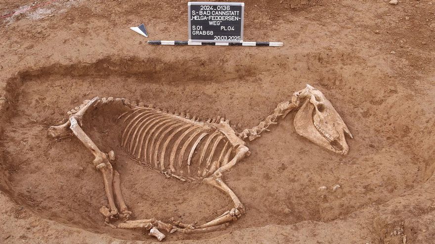 Hasta cien esqueletos de caballos: descubierto el mayor cementerio ecuestre romano del sur de Alemania