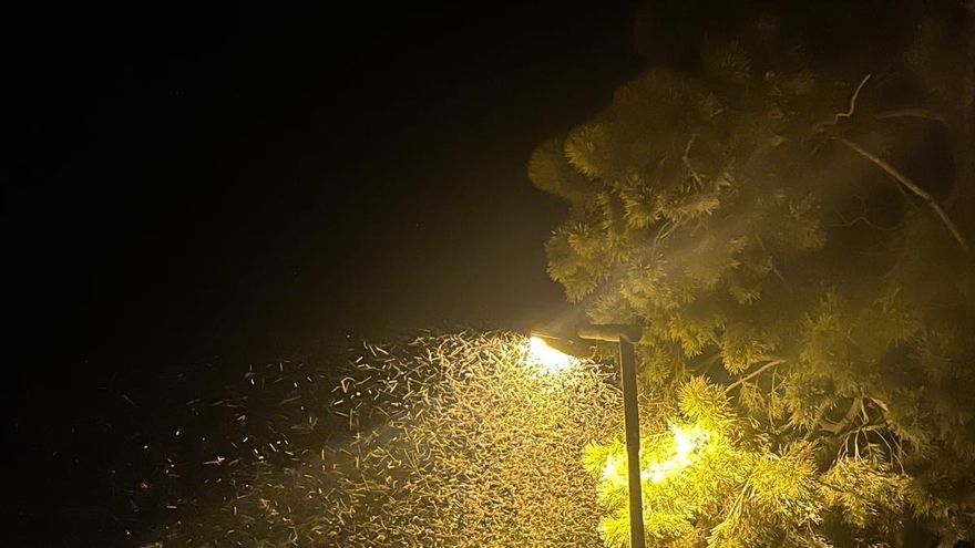La isla de los mosquitos: la marisma sevillana pide una “declaración de emergencia” por una plaga de insectos
