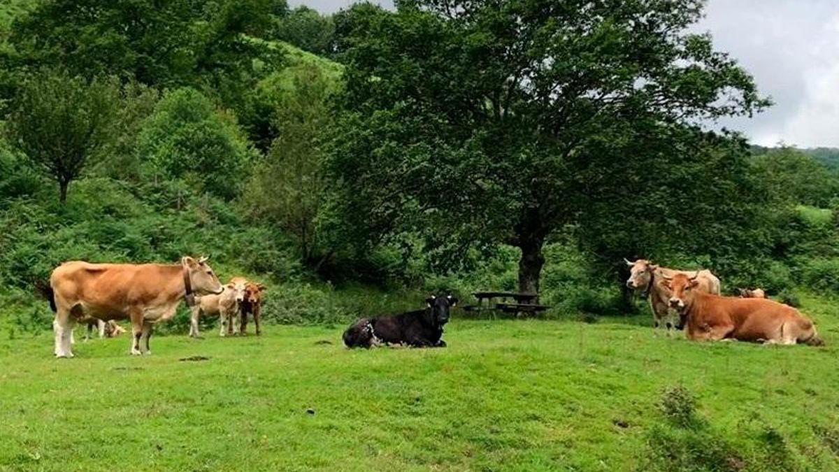 Desarrollo Rural abona cerca de 6 millones de euros en ayudas directas al sector primario