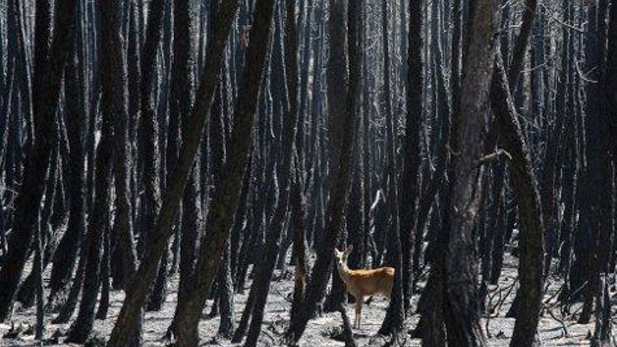 Una de las imágenes de la exposición, de los montes del Teleno tras el incendio de 2012. Foto de Eduardo Margareto.