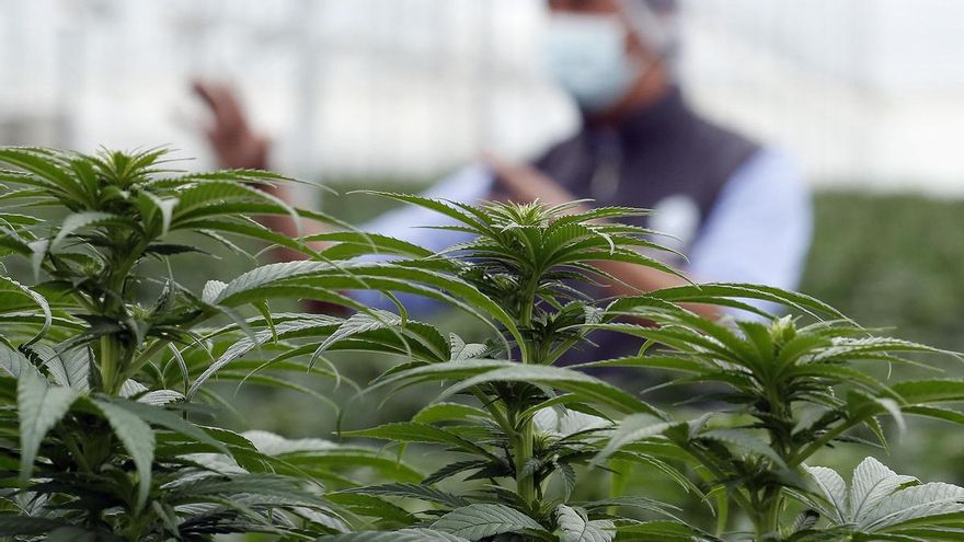 Vista de varias plantas de cannabis en una imagen de archivo.
