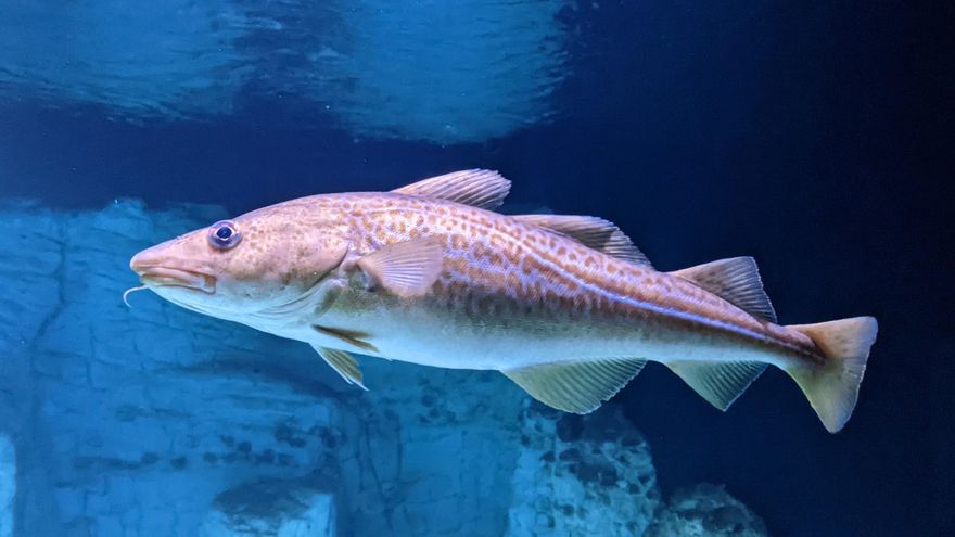 ¿Cómo se esfuman 23 millones de peces en el mar en segundos? Todo apunta a una caza a gran escala