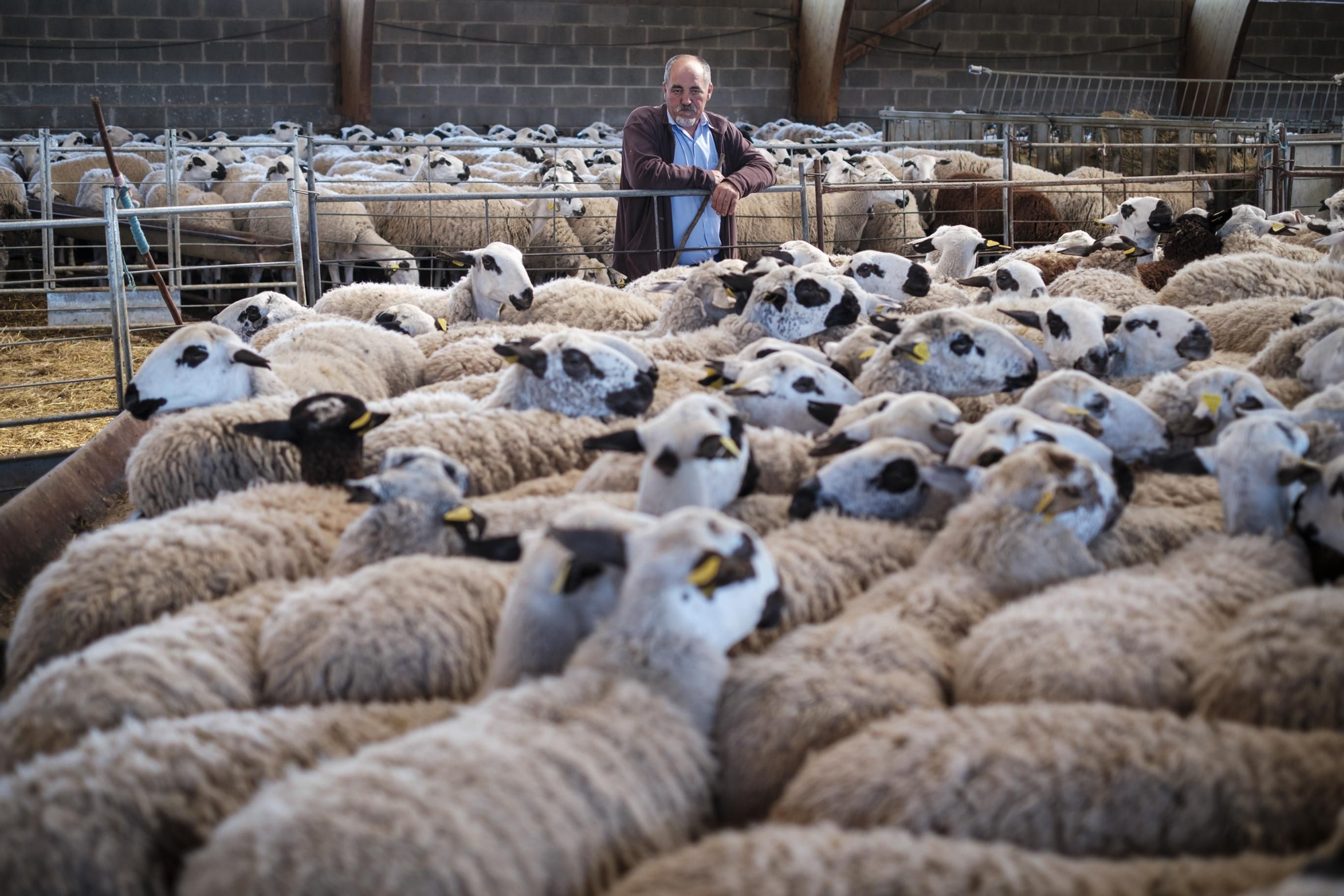 Ovejas en Guadalajara
