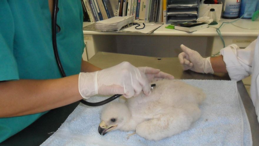 ¿Por qué Toledo es la provincia con mayor presencia del águila imperial ibérica?