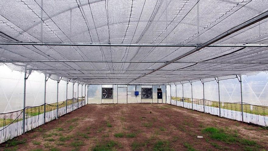 General La Madrid, el primer distrito del país autorizado a cultivar cannabis medicinal