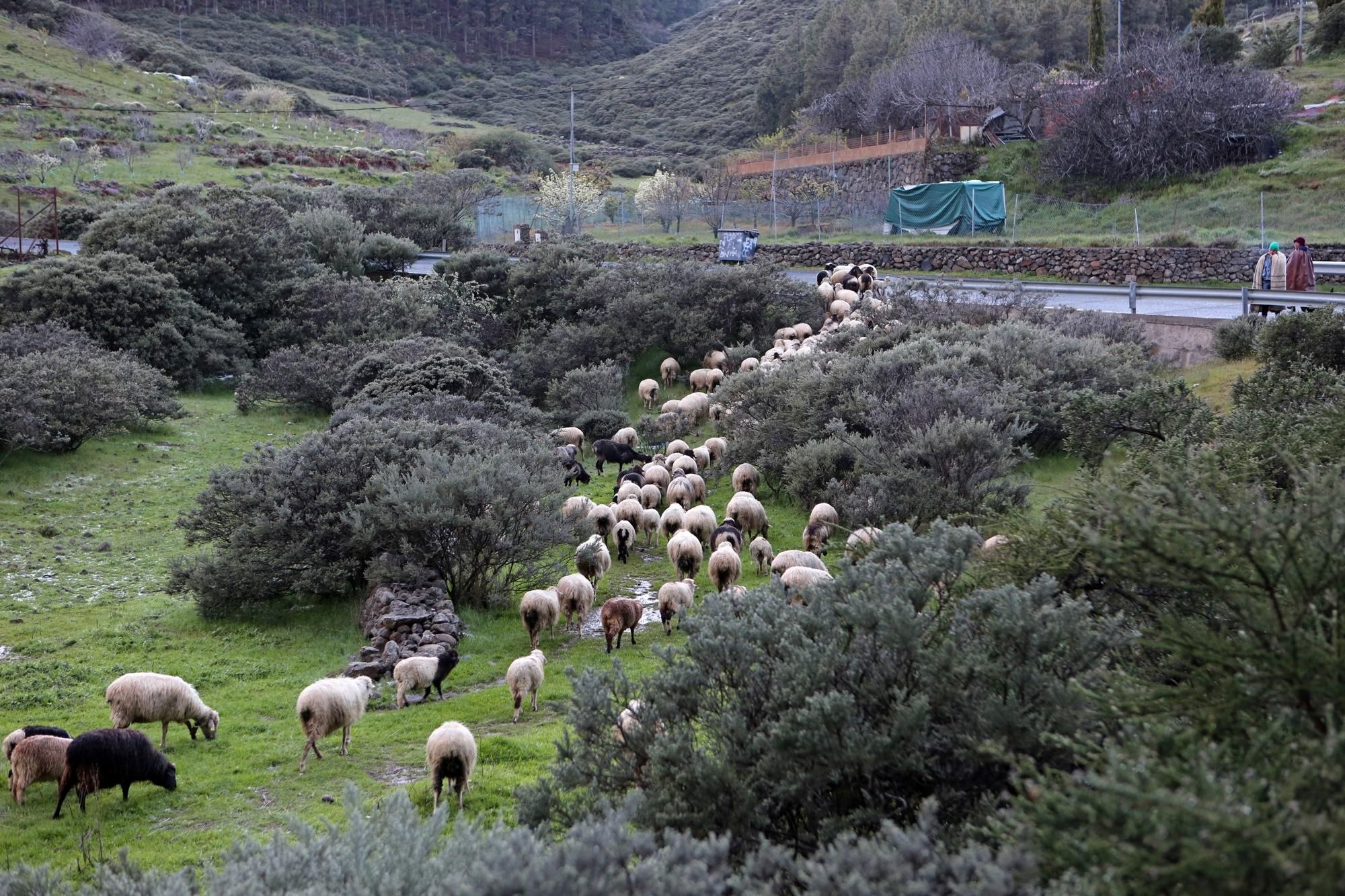 Rebaño de ovejas en la Caldera de Los Marteles