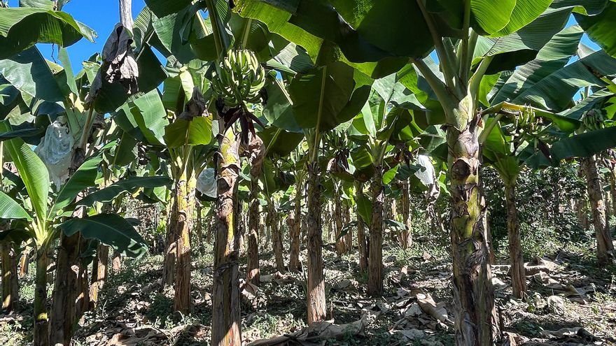 Trump aplaza ahora al 2 de abril los aranceles del 25 % a México y Canadá