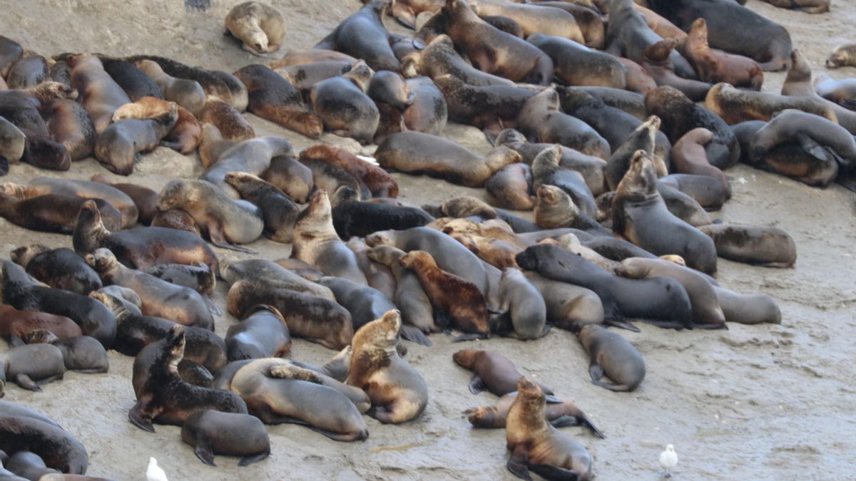 Lobos marinos en Punta Pirámides.