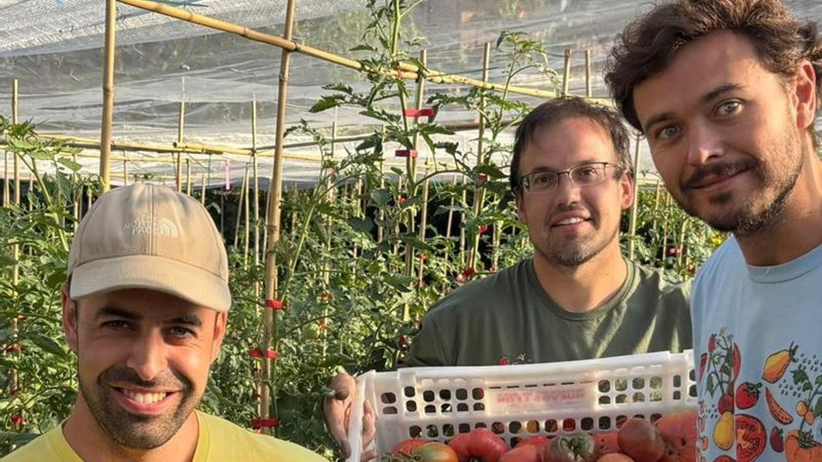 Un "arca de Noé de los tomates" en La Rioja: 200 variedades se cultivan en secano para recuperar una huerta familiar abandonada