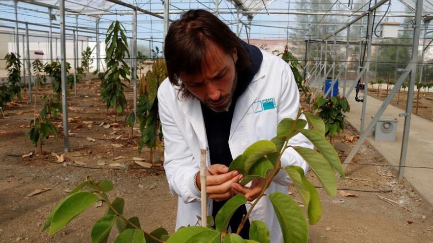 Investigan las "venas de los árboles" para hacer frente a la sequía