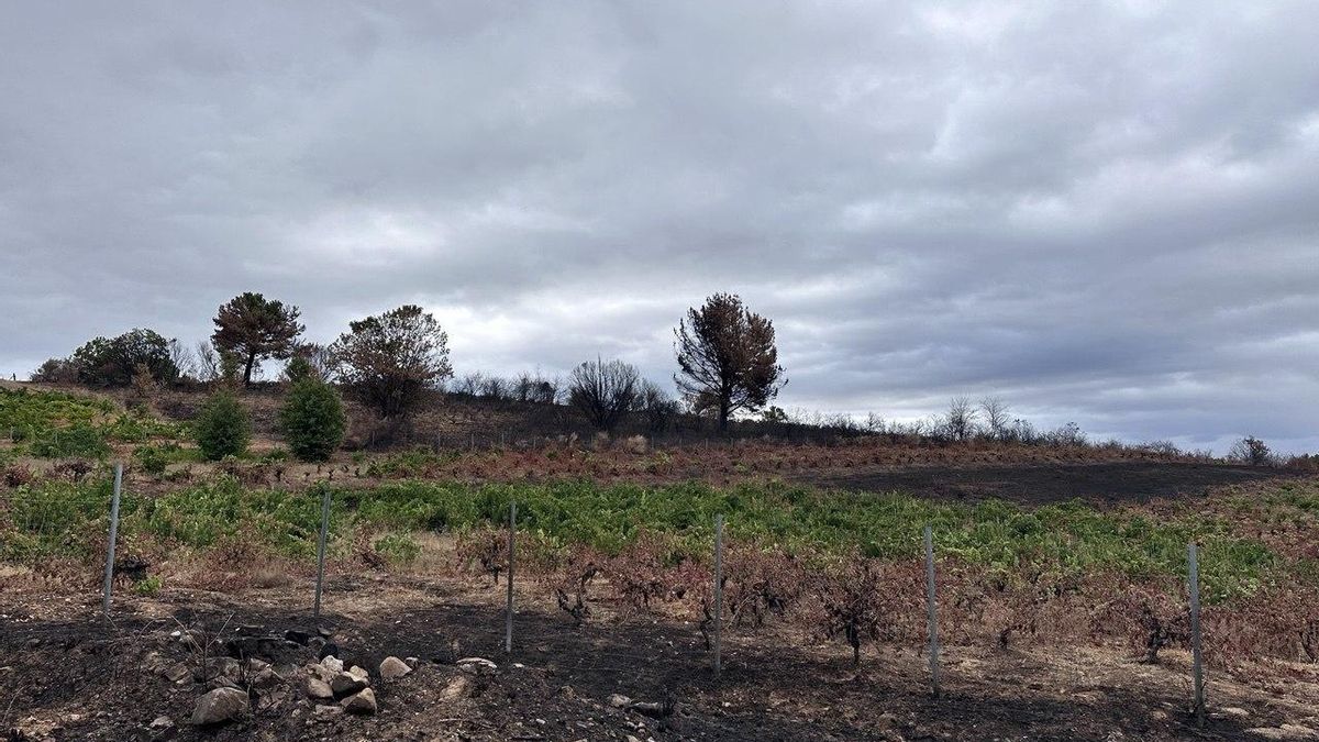 Viñas quemadas y otras aparentemente no de Banzao en San Pedro de Olleros.