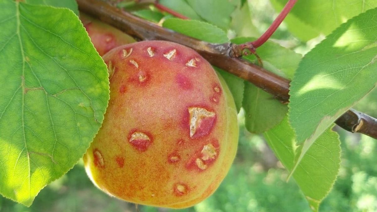 Frutas dañadas en el árbol por el pedrisco.