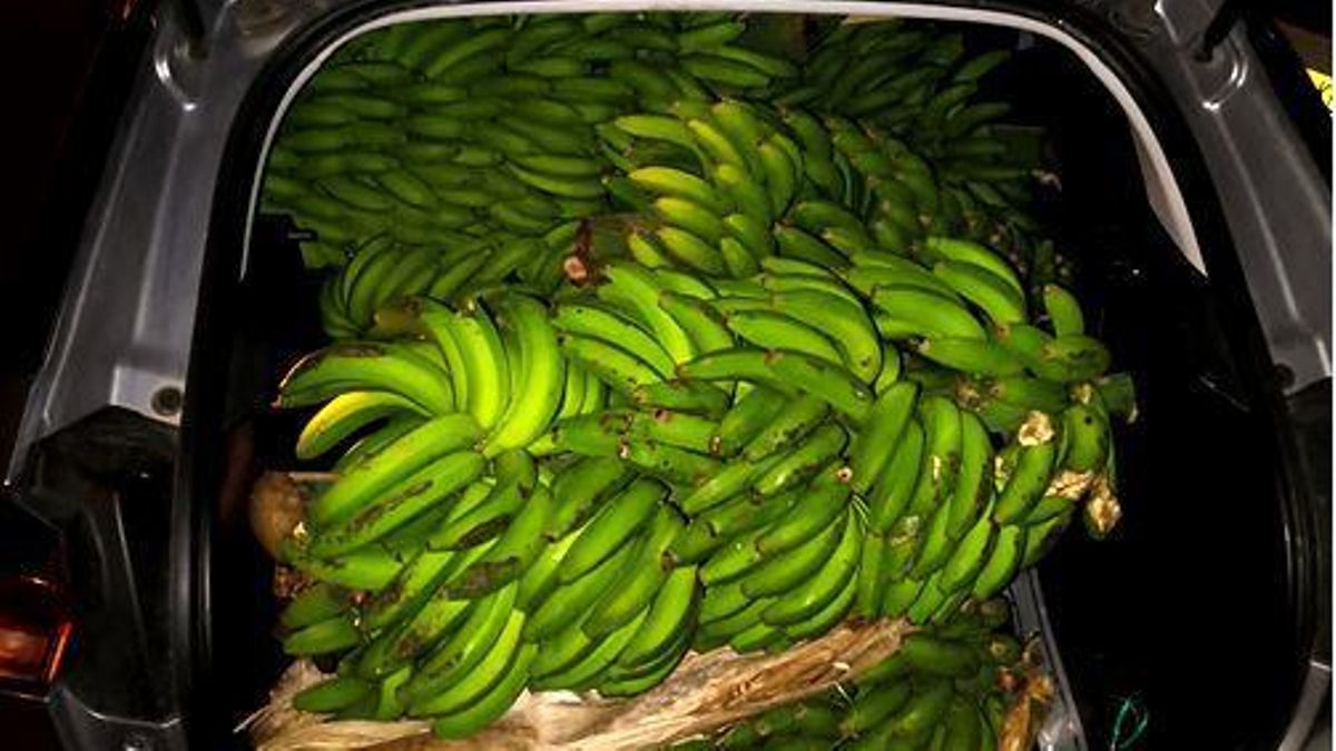 La Guardia Civil investiga a siete personas acusadas de robar 950 kilos de aguacates y 280 de plátanos en fincas de Tenerife