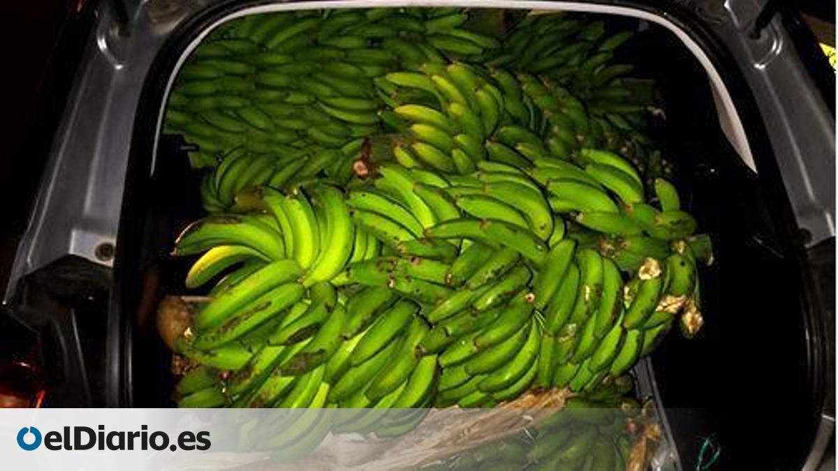 La Guardia Civil investiga a siete personas acusadas de robar 950 kilos de aguacates y 280 de plátanos en fincas de Tenerife