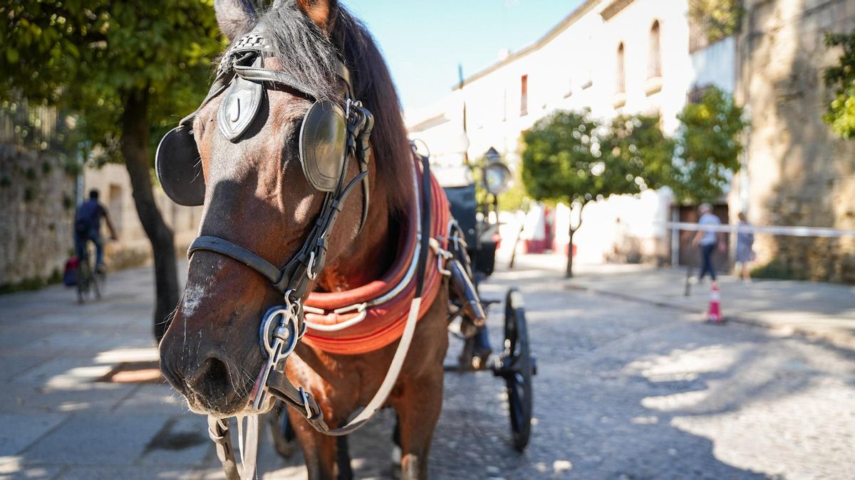 Carros de caballos frente al Alcázar