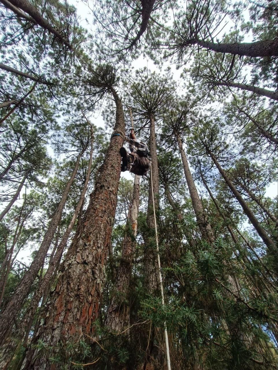 Zona de refugio de quirópteros en un bosque