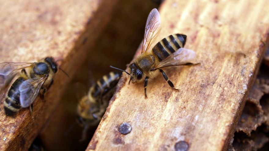 Así es cómo las abejas podrían reconocer tu rostro