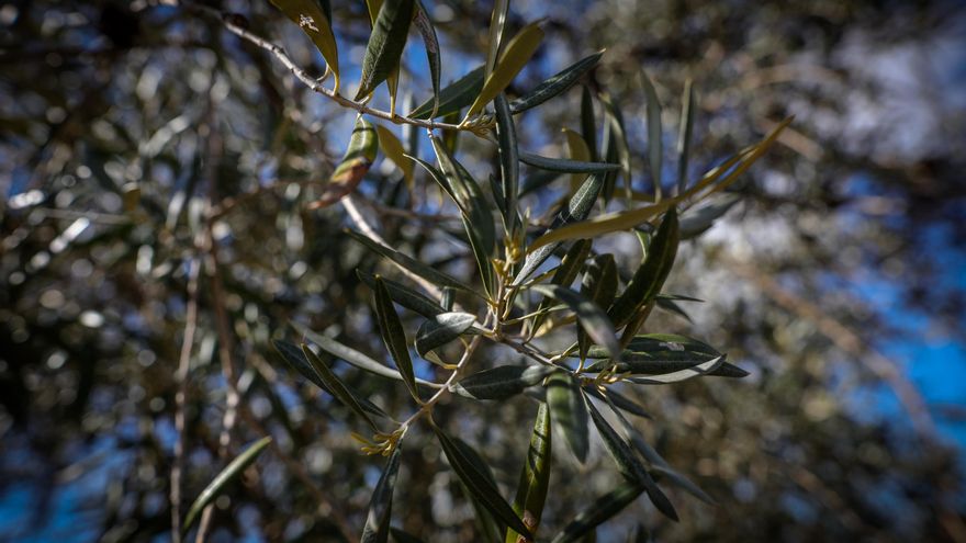 El mercado del aceite de oliva, estable en producción y con precios un 52% superiores a la pasada campaña