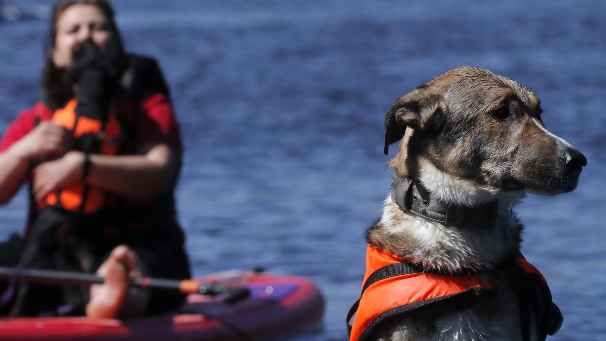 Perro mientras hace paddle surf, en una foto de archivo