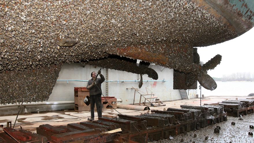 No es un problema local: 37.000 especies invasoras amenazan a la salud humana y del planeta