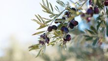 Olivar