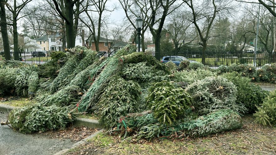 ¿Adiós al árbol de Navidad? La estrategia de esta ciudad para darle una segunda vida