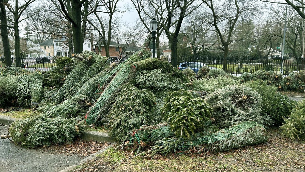 ¿Adiós al árbol de Navidad? La estrategia de esta ciudad para darle una segunda vida