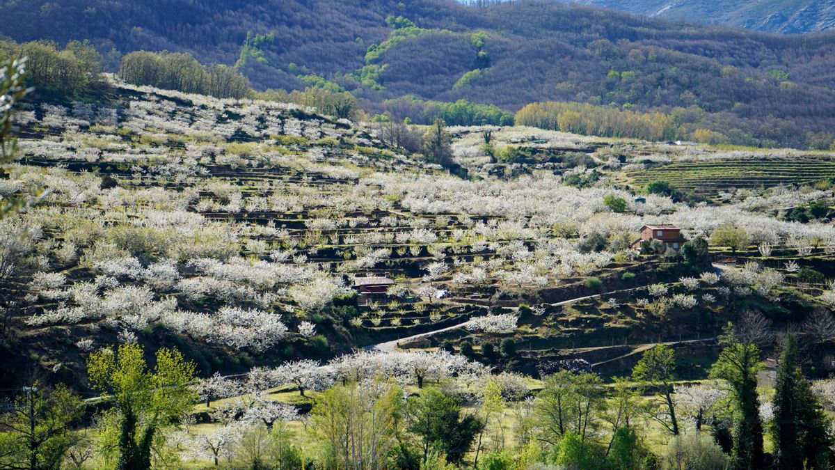Cuando el Jerte florece: Tornavacas inaugura la magia del Cerezo en Flor