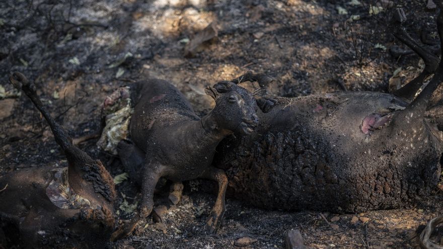 Ganado calcinado en Escober de Tábara.