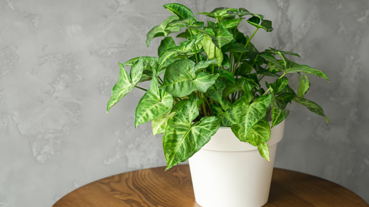 La plantas de interior actúan como humidificadores naturales activos