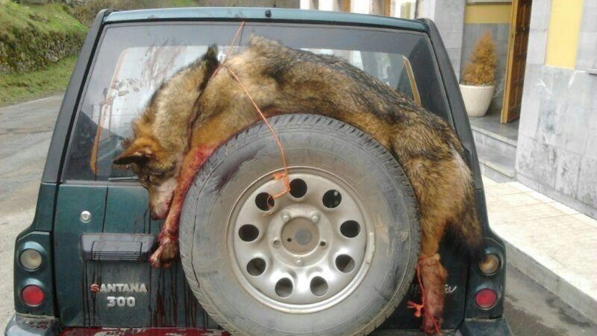 Imagen de un lobo muerto en Asturias que es trasladado en la parte trasera de un vehículo.