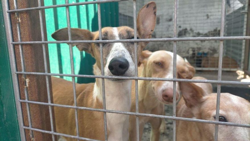 Podencos en el refugio de animales de El Paso. Foto: R.R.