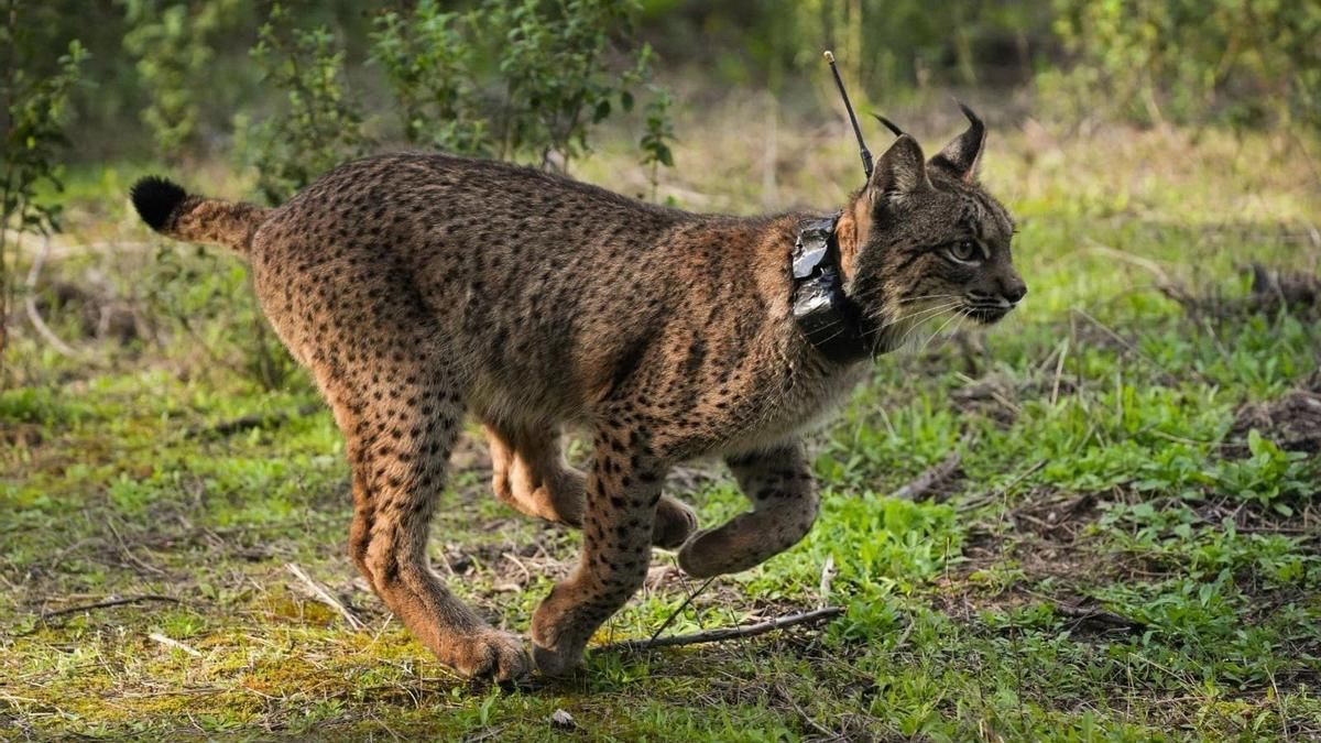 Sierra Morena se mantiene como el principal núcleo de lince ibérico de la Península