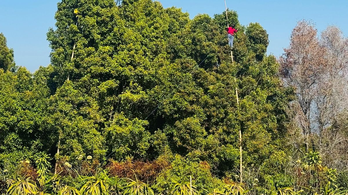 Los agricultores, para obtener este preciado tesoro, realizan una arriesgada labor manual