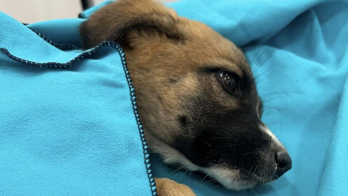 La delicada situación de Vela, la pequeña perrita que apareció en un saco y para la que piden ayuda