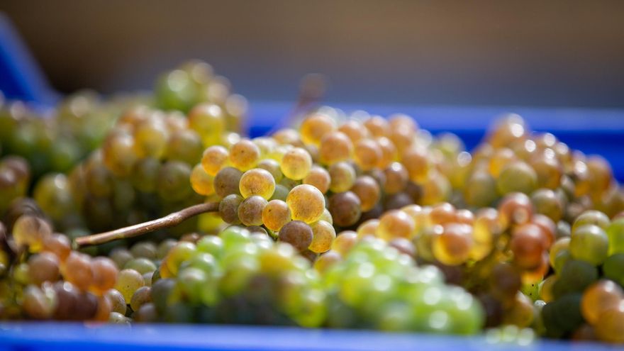 La Denominación Mondéjar sustituye al 90% la recogida manual de uvas por máquinas con el fin de sortear la COVID-19