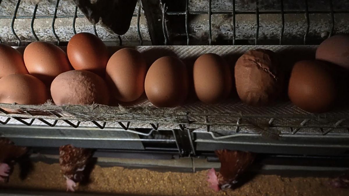 Los huevos rugosos pueden ser síntoma de desnutrición y/o problemas en el aparato reproductor de las gallinas.