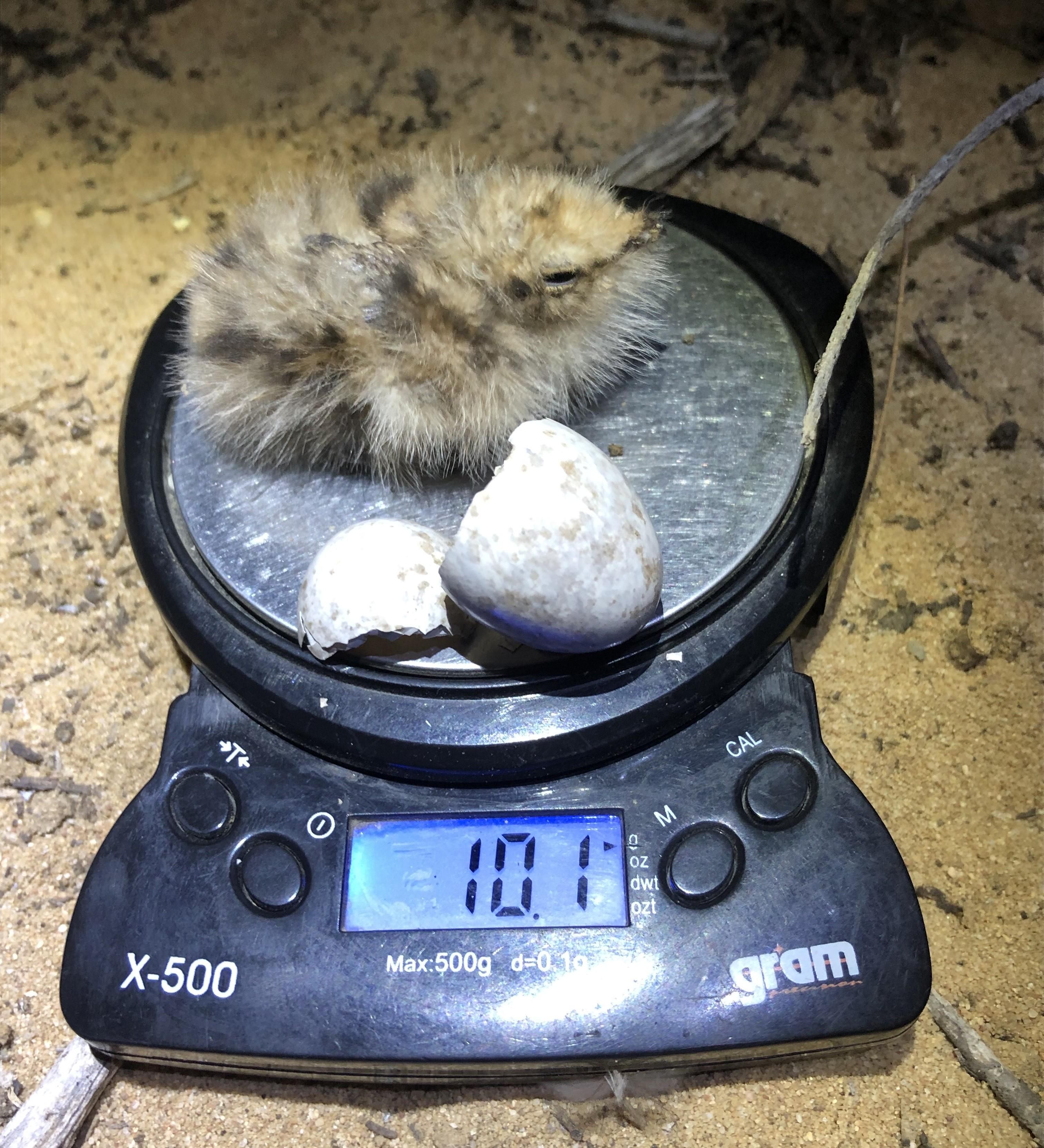 Pesando a un pollo, que en edad adulta rondará los 90 gramos.