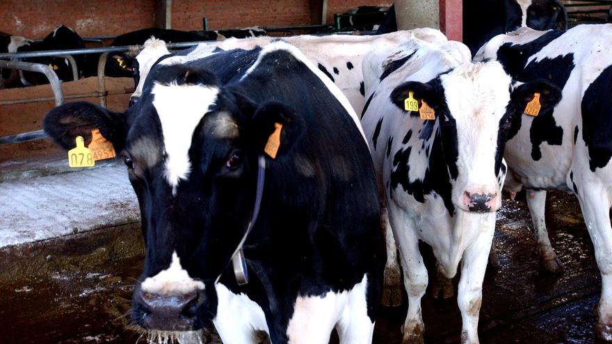 El Gobierno aprueba un real decreto para mejorar la transparencia y la información en  el sector lácteo